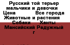Русский той-терьер мальчики и девочки › Цена ­ 8 000 - Все города Животные и растения » Собаки   . Ханты-Мансийский,Радужный г.